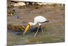Yellow-Billed Stork (Mycteria Ibis), Queen Elizabeth National Park, Uganda, East Africa, Africa-Michael Runkel-Mounted Photographic Print