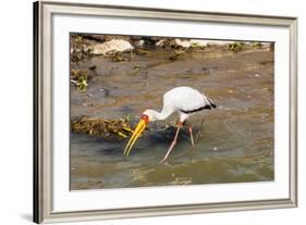 Yellow-Billed Stork (Mycteria Ibis), Queen Elizabeth National Park, Uganda, East Africa, Africa-Michael Runkel-Framed Photographic Print