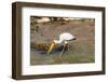 Yellow-Billed Stork (Mycteria Ibis), Queen Elizabeth National Park, Uganda, East Africa, Africa-Michael Runkel-Framed Photographic Print