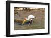 Yellow-Billed Stork (Mycteria Ibis), Queen Elizabeth National Park, Uganda, East Africa, Africa-Michael Runkel-Framed Photographic Print