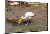 Yellow-Billed Stork (Mycteria Ibis), Queen Elizabeth National Park, Uganda, East Africa, Africa-Michael Runkel-Mounted Photographic Print