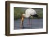 Yellow-billed stork (Mycteria ibis) with fish, Chobe National Park, Botswana-Ann and Steve Toon-Framed Photographic Print