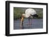 Yellow-billed stork (Mycteria ibis) with fish, Chobe National Park, Botswana-Ann and Steve Toon-Framed Photographic Print