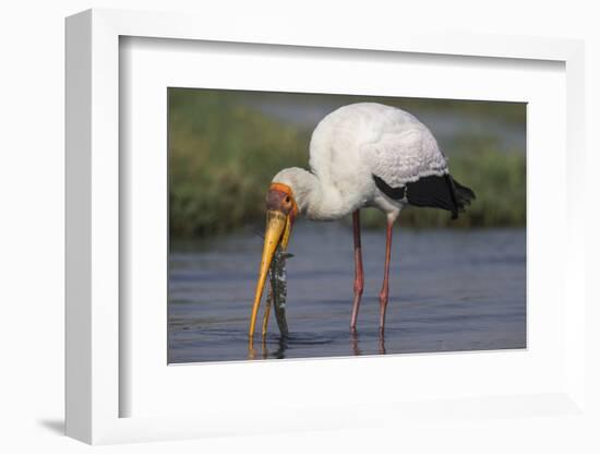 Yellow-billed stork (Mycteria ibis) with fish, Chobe National Park, Botswana-Ann and Steve Toon-Framed Photographic Print