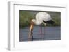 Yellow-billed stork (Mycteria ibis) with fish, Chobe National Park, Botswana-Ann and Steve Toon-Framed Photographic Print