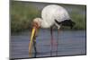 Yellow-billed stork (Mycteria ibis) with fish, Chobe National Park, Botswana-Ann and Steve Toon-Mounted Photographic Print