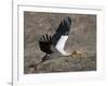 Yellow Billed Stork with Dinne-Scott Bennion-Framed Photo