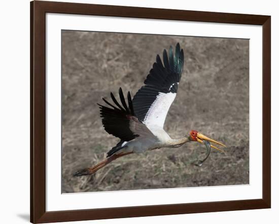 Yellow Billed Stork with Dinne-Scott Bennion-Framed Photo
