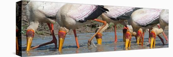 Yellow Billed Storks Fishing-Scott Bennion-Stretched Canvas