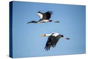 Yellow Billed Storks, Moremi Game Reserve, Botswana-Paul Souders-Stretched Canvas