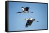 Yellow Billed Storks, Moremi Game Reserve, Botswana-Paul Souders-Framed Stretched Canvas