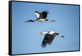 Yellow Billed Storks, Moremi Game Reserve, Botswana-Paul Souders-Framed Stretched Canvas