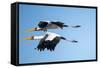 Yellow Billed Storks, Moremi Game Reserve, Botswana-Paul Souders-Framed Stretched Canvas