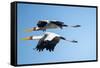 Yellow Billed Storks, Moremi Game Reserve, Botswana-Paul Souders-Framed Stretched Canvas