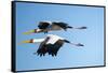 Yellow Billed Storks, Moremi Game Reserve, Botswana-Paul Souders-Framed Stretched Canvas