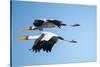 Yellow Billed Storks, Moremi Game Reserve, Botswana-Paul Souders-Stretched Canvas