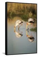 Yellow Billed Storks, Moremi Game Reserve, Botswana-Paul Souders-Framed Stretched Canvas