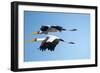 Yellow Billed Storks, Moremi Game Reserve, Botswana-Paul Souders-Framed Photographic Print