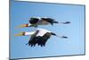Yellow Billed Storks, Moremi Game Reserve, Botswana-Paul Souders-Mounted Photographic Print