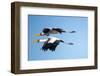 Yellow Billed Storks, Moremi Game Reserve, Botswana-Paul Souders-Framed Photographic Print