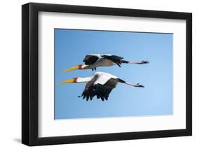 Yellow Billed Storks, Moremi Game Reserve, Botswana-Paul Souders-Framed Photographic Print