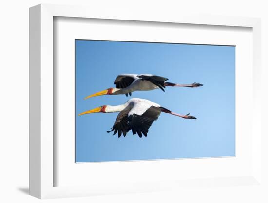 Yellow Billed Storks, Moremi Game Reserve, Botswana-Paul Souders-Framed Photographic Print