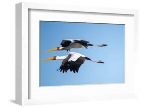 Yellow Billed Storks, Moremi Game Reserve, Botswana-Paul Souders-Framed Photographic Print