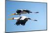 Yellow Billed Storks, Moremi Game Reserve, Botswana-Paul Souders-Mounted Photographic Print