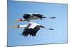 Yellow Billed Storks, Moremi Game Reserve, Botswana-Paul Souders-Mounted Photographic Print