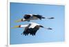 Yellow Billed Storks, Moremi Game Reserve, Botswana-Paul Souders-Framed Photographic Print