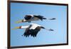 Yellow Billed Storks, Moremi Game Reserve, Botswana-Paul Souders-Framed Photographic Print