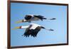 Yellow Billed Storks, Moremi Game Reserve, Botswana-Paul Souders-Framed Photographic Print