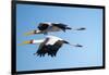 Yellow Billed Storks, Moremi Game Reserve, Botswana-Paul Souders-Framed Photographic Print