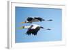 Yellow Billed Storks, Moremi Game Reserve, Botswana-Paul Souders-Framed Photographic Print