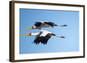 Yellow Billed Storks, Moremi Game Reserve, Botswana-Paul Souders-Framed Photographic Print