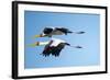 Yellow Billed Storks, Moremi Game Reserve, Botswana-Paul Souders-Framed Photographic Print