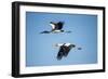 Yellow Billed Storks, Moremi Game Reserve, Botswana-Paul Souders-Framed Photographic Print