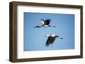 Yellow Billed Storks, Moremi Game Reserve, Botswana-Paul Souders-Framed Photographic Print