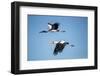 Yellow Billed Storks, Moremi Game Reserve, Botswana-Paul Souders-Framed Photographic Print