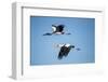 Yellow Billed Storks, Moremi Game Reserve, Botswana-Paul Souders-Framed Photographic Print