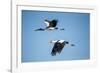 Yellow Billed Storks, Moremi Game Reserve, Botswana-Paul Souders-Framed Photographic Print