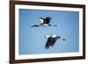 Yellow Billed Storks, Moremi Game Reserve, Botswana-Paul Souders-Framed Photographic Print