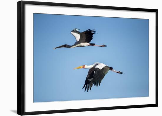 Yellow Billed Storks, Moremi Game Reserve, Botswana-Paul Souders-Framed Photographic Print