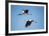 Yellow Billed Storks, Moremi Game Reserve, Botswana-Paul Souders-Framed Photographic Print