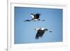 Yellow Billed Storks, Moremi Game Reserve, Botswana-Paul Souders-Framed Photographic Print