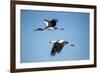 Yellow Billed Storks, Moremi Game Reserve, Botswana-Paul Souders-Framed Photographic Print