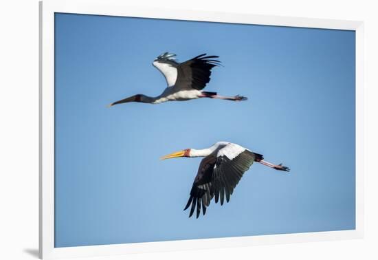 Yellow Billed Storks, Moremi Game Reserve, Botswana-Paul Souders-Framed Photographic Print