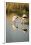 Yellow Billed Storks, Moremi Game Reserve, Botswana-Paul Souders-Framed Photographic Print