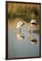 Yellow Billed Storks, Moremi Game Reserve, Botswana-Paul Souders-Framed Photographic Print