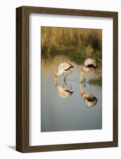 Yellow Billed Storks, Moremi Game Reserve, Botswana-Paul Souders-Framed Photographic Print